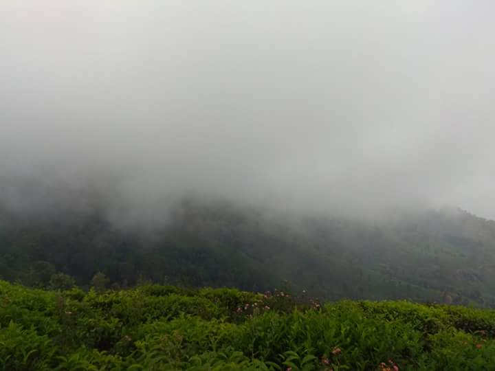 Longwood Shola Reserve Forest - Longwood Shola Reserve Forest CVHF+7HC, 20/104, Kotagiri - Kodanadu Rd, Kairbetta, hosatty, Donnington, Kotagiri, Tamil Nadu 643217, India