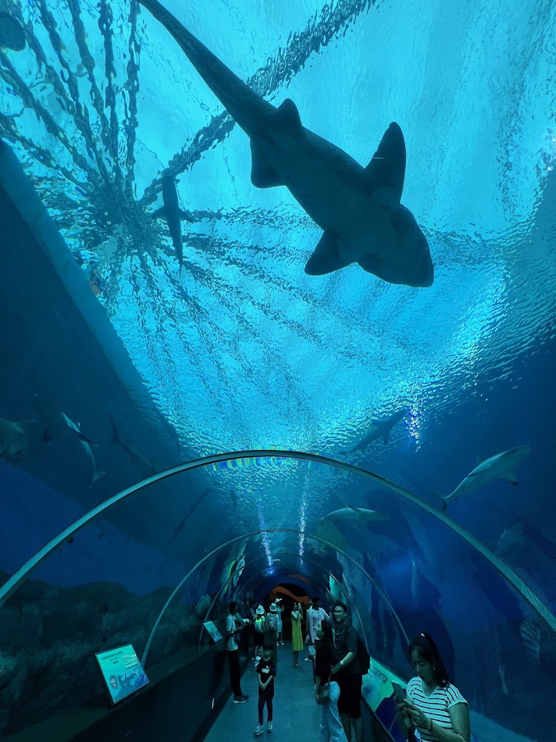 Singapore Oceanarium - Singapore Oceanarium 24 Sentosa Gateway, Sentosa Island, Singapore 098137