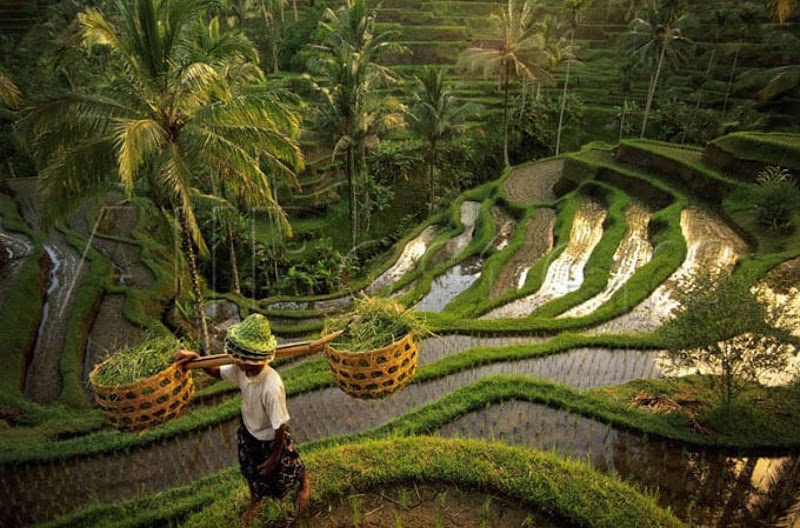 Bali Wana Adventure - Bali Wana Adventure, Br. Tangkup, Kedisan, Kec. Tegallalang, Kabupaten Gianyar, Bali 80561, Indonesia