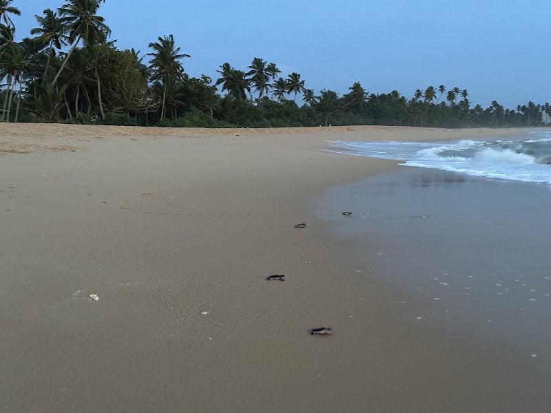 Galbokka Sea Turtle Conservation & Research Center - Galbokka Sea Turtle Conservation & Research Center 53a Galbokka Rd, Kosgoda, Sri Lanka
