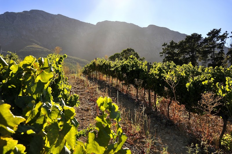 Franschhoek Wine Valley - Franschhoek Wine Valley, 66B Huguenot St, Franschhoek, 7690, South Africa