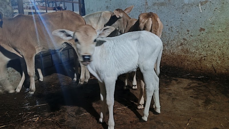 Gau Amrit Gaushala - Gau Amrit Gaushala, QV89+GC, Bandhabahal, Darlipali, Odisha 768211, India