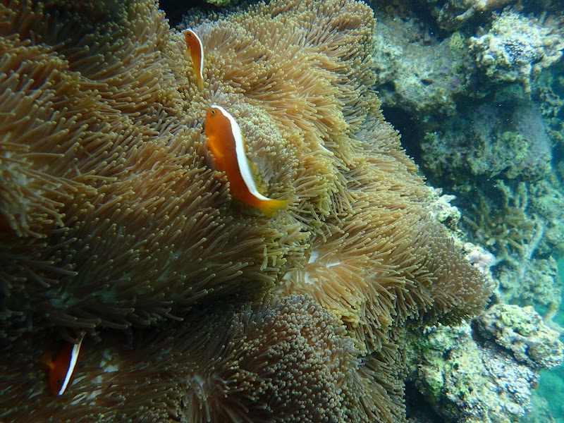 八重山Diving Service Field - 八重山Diving Service Field 1-chōme-14番地 Yashimachō, Ishigaki, Okinawa 907-0011, Japan