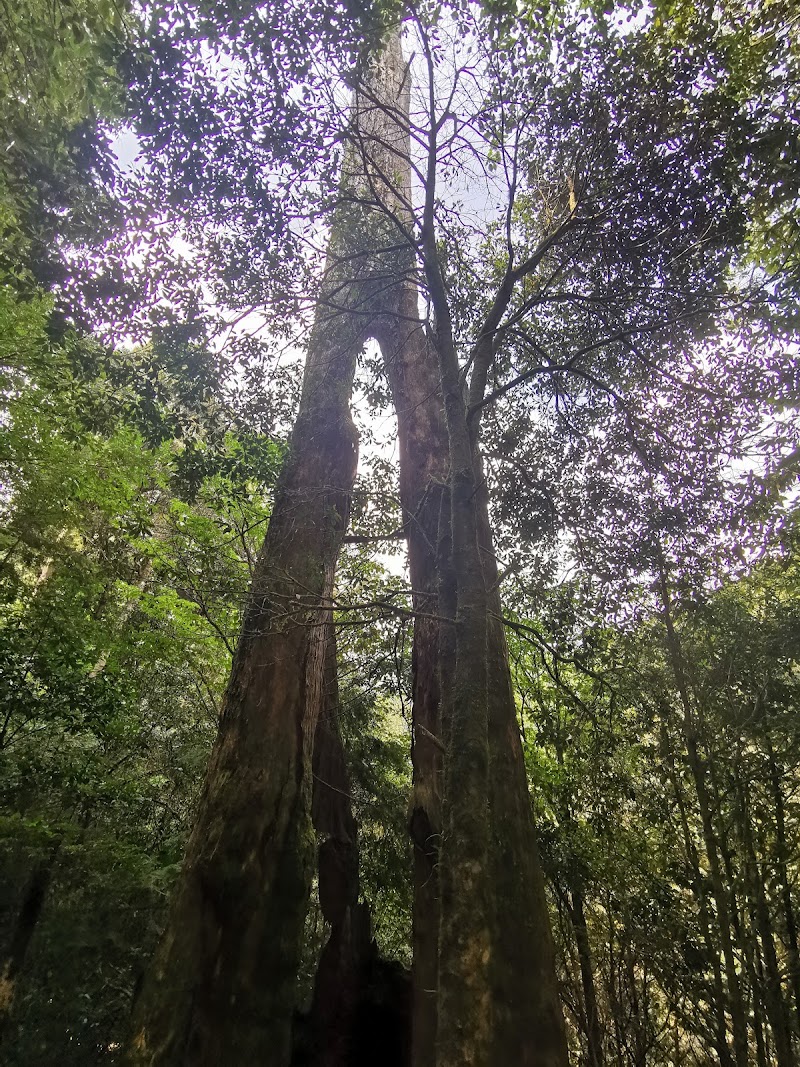 Daxue Mountain - Daxue Mountain, Tai'an Township, Miaoli County, Taiwan 365