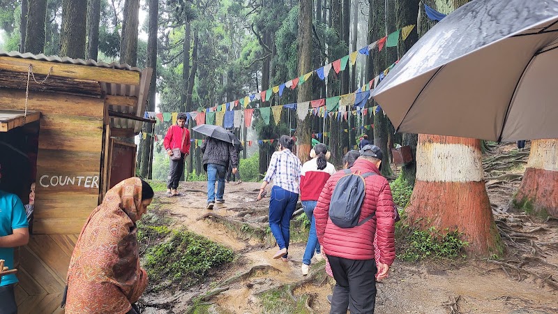 Pine Forest Near Ghoom, Lapche - Pine Forest Near Ghoom, Lapche 256P+H3, Ghoom Pahar Forest, West Bengal 734221, India