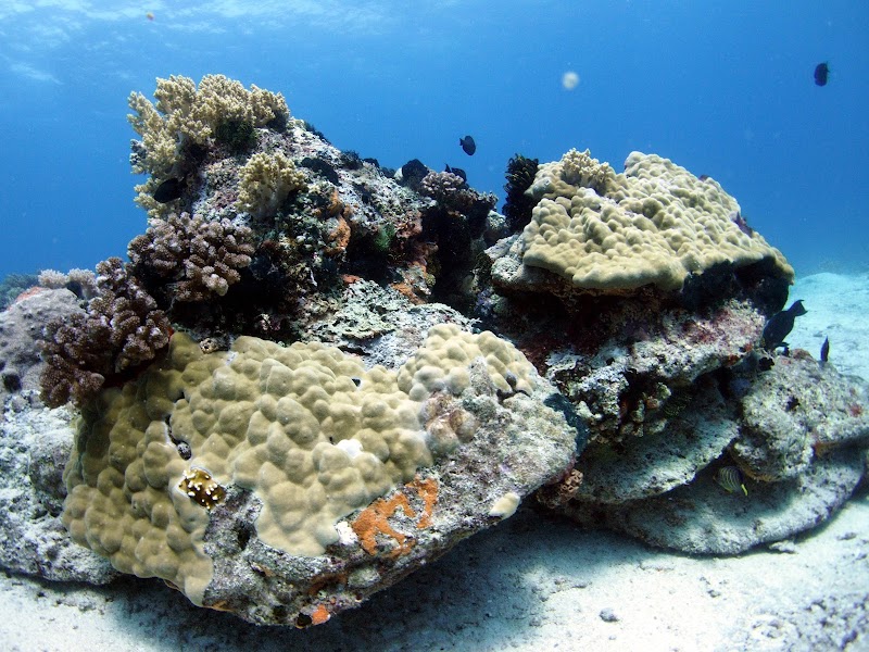 Apo Island Pano Collects, Philippines - Apo Island Pano Collects, Philippines, 37H8+G7R, Dauin, Negros Oriental, Philippines