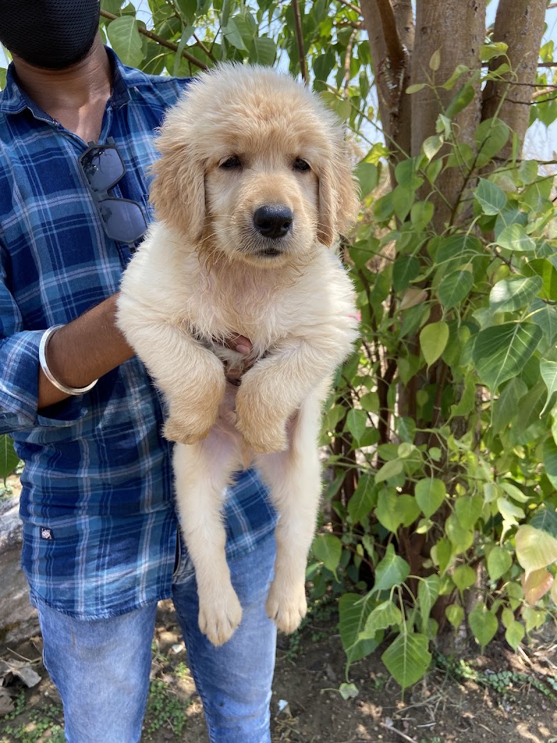 MC DOG FARMS - MC DOG FARMS, Kailash nagar kumhari Street no. 1, Kumhari, Chhattisgarh 490042, India
