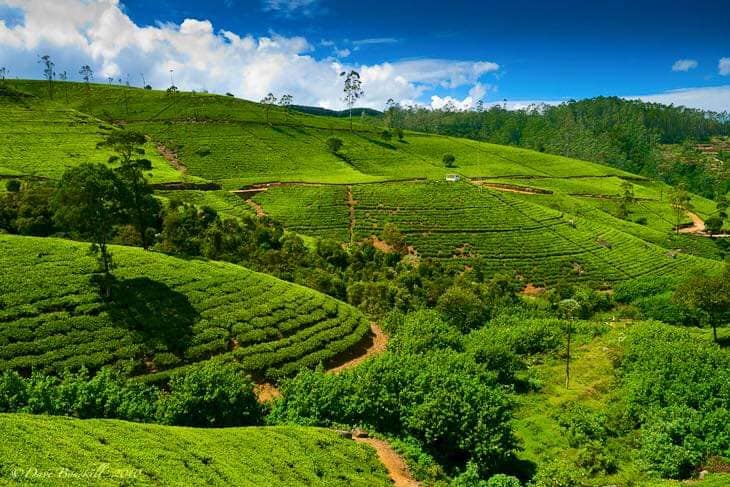 Single Tree Hill - Single Tree Hill, XQ57+426, Nuwara Eliya, Sri Lanka