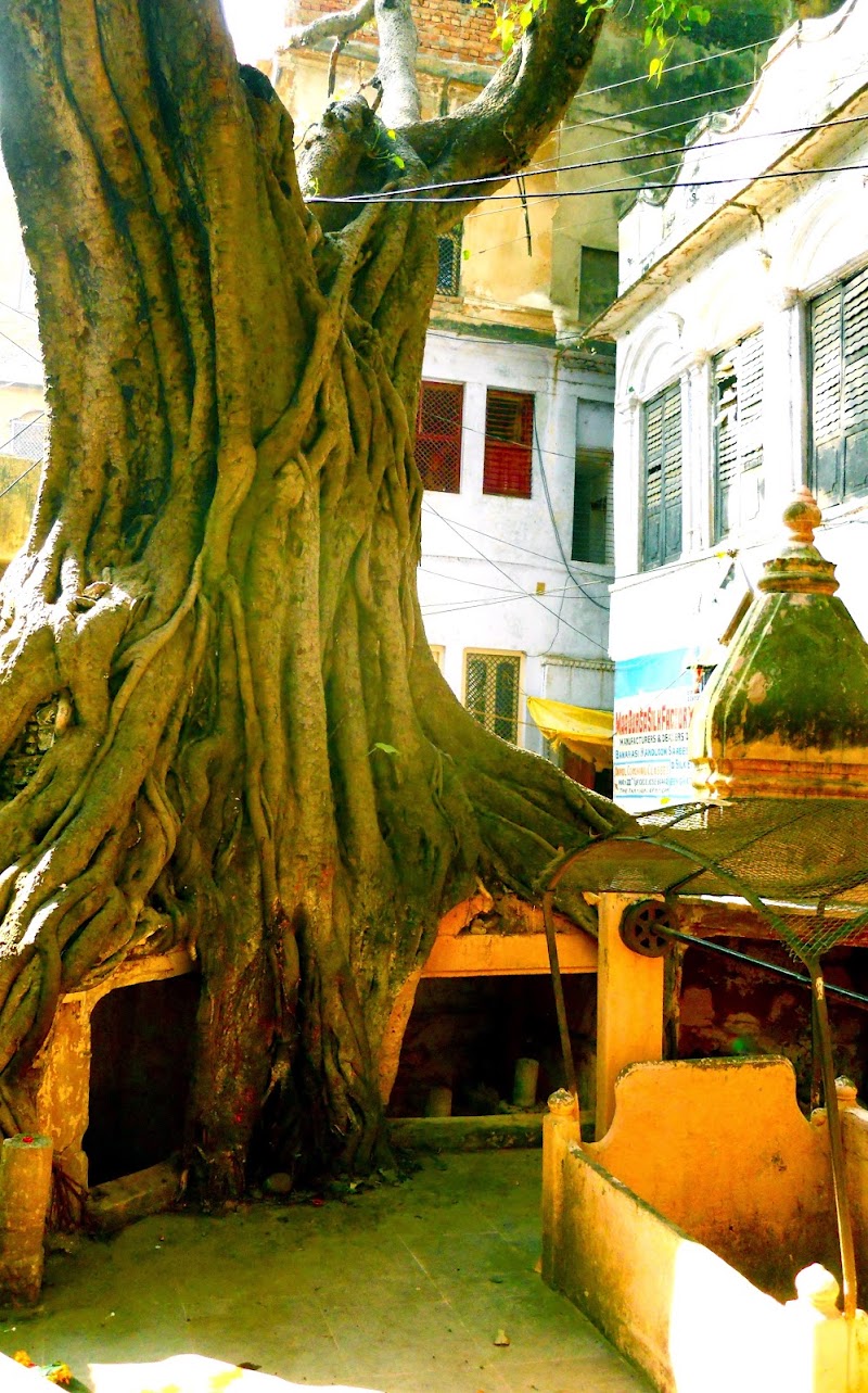 VaranasiWalks - Varanasi Walking Tours - VaranasiWalks - Varanasi Walking Tours 1/229, Assi Ghat, Next to Tiwari Lodge, Shivala, Varanasi, Uttar Pradesh 221005, India