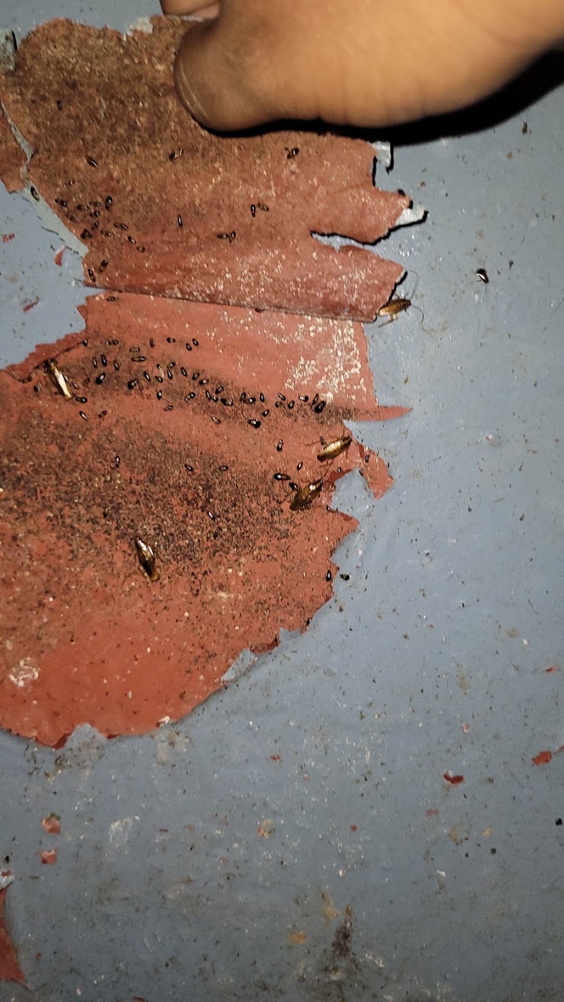 I Care Godrej Pest Control Services - I Care Godrej Pest Control Services, Govindraj nagar, Govindaraja Nagar Ward, Govindaraja Nagar, Vijayanagar, Bengaluru, Karnataka 560040, India
