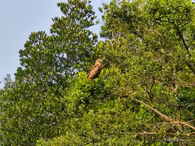 PALOLEM BEACH MANGROVE FOREST - PALOLEM BEACH MANGROVE FOREST, 2289+82, Canacona, Goa, India