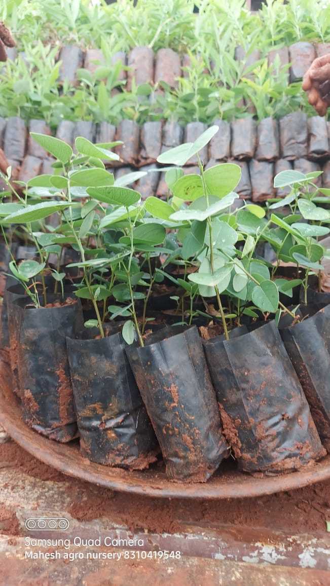 Roy Planters - Roy Planters, Kunthur, mole, uppara street, Kollegala, Kunthur, Karnataka 571442, India