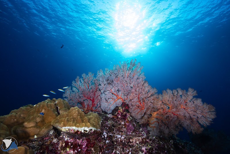 Manta Queen Liveaboard - Manta Queen Liveaboard 13/47 Building B Moo 7 T. Khuk Khak A. Takuapa, ตำบลคึกคัก อำเภอตะกั่วป่า พังงา 82220, Thailand