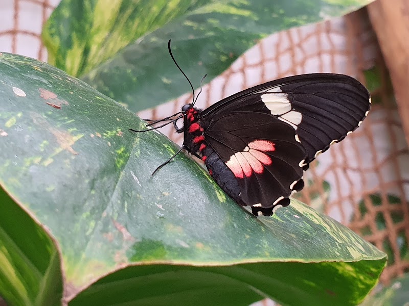 Butterfly House Diana Karlovy Vary - Butterfly House Diana Karlovy Vary, Vrch přátelství 5/1, 360 01 Karlovy Vary-Karlovy Vary 1, Czechia