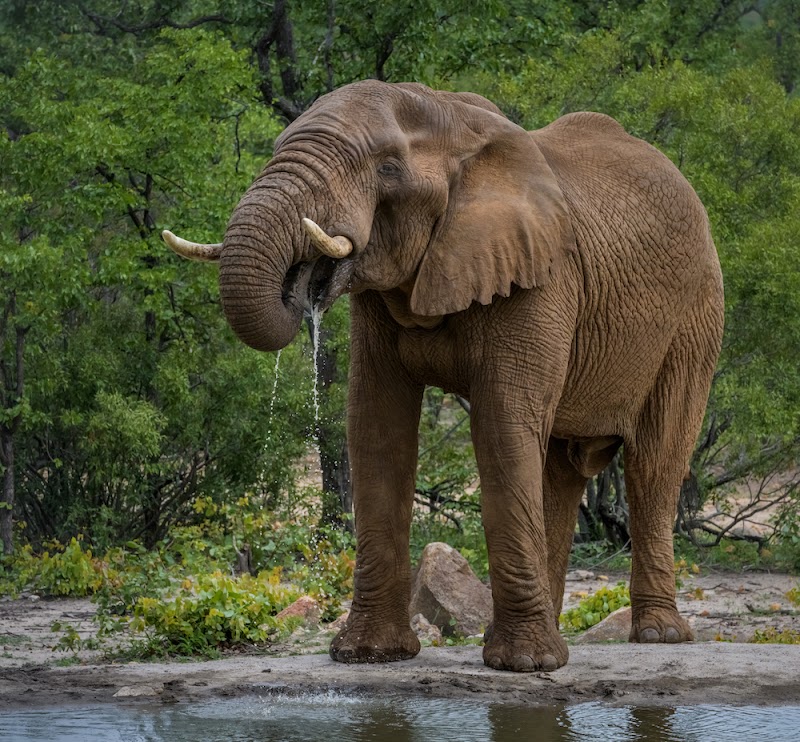 Selati Game Reserve - Selati Game Reserve, Kruger Park, South Africa