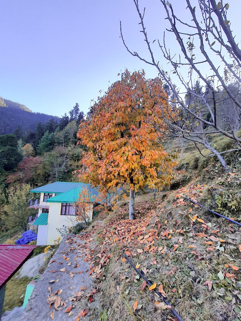 Cloverfield Apple/Cherry Orchard - Cloverfield Apple/Cherry Orchard, 7F7H+W5R, Kotgarh, Himachal Pradesh 171213, India