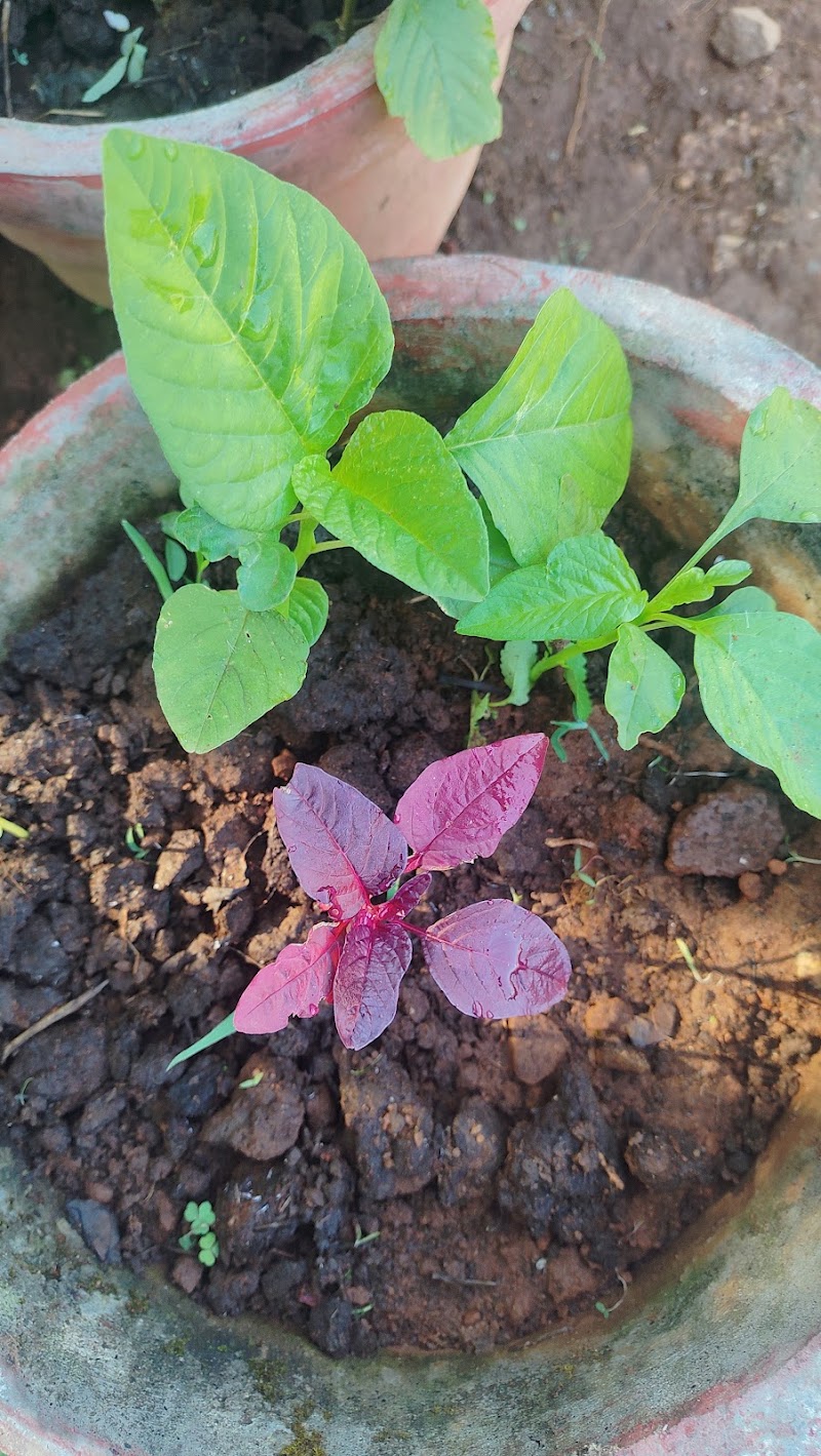 Spice Garden - Spice Garden, Mammattikanam,Kuthungal road, Rajakkad, Kuthumkal, Keralam 685566, India