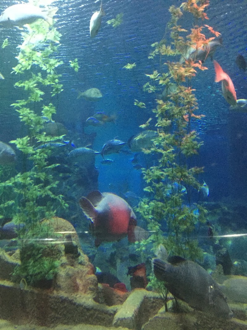 Hòn Tre - Hòn Tre, Nha Trang, Khánh Hòa, Vietnam