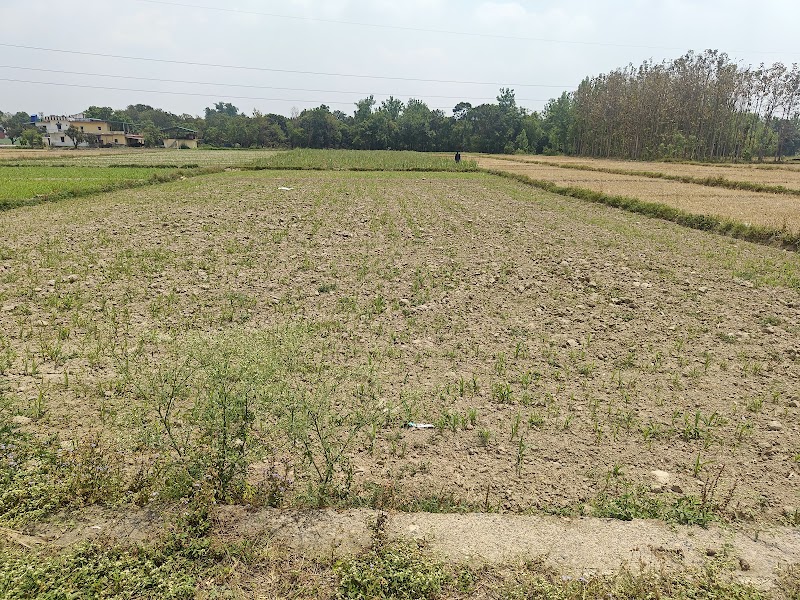 Lotus Pond