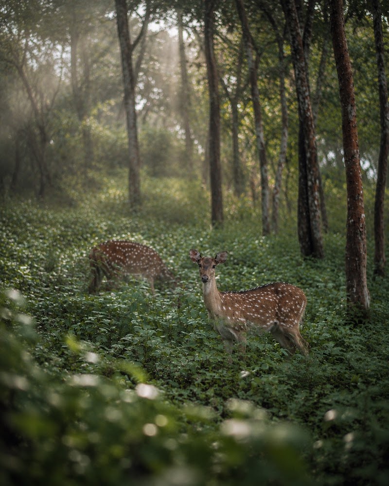 K Gudi. - K Gudi., W43C+GVW, B.R.Hills, Karnataka 571342, India
