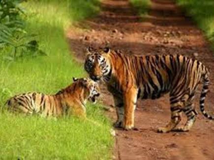 Mukundara Hills Tiger Reserve