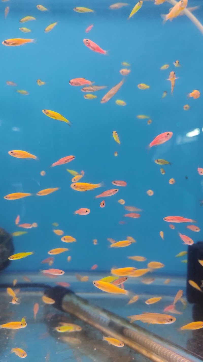 Fish Land - Fish Land, 184, Zonal Market, Sector 10, Bhilai, Chhattisgarh 490006, India
