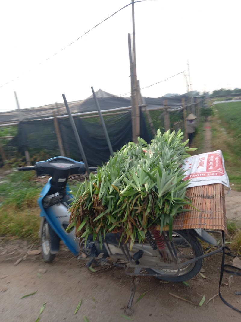 Hoa Tây Tựu - Hoa Tây Tựu, Phố Trung Tựu, street, Thượng Cát, Hà Nội 100000, Vietnam