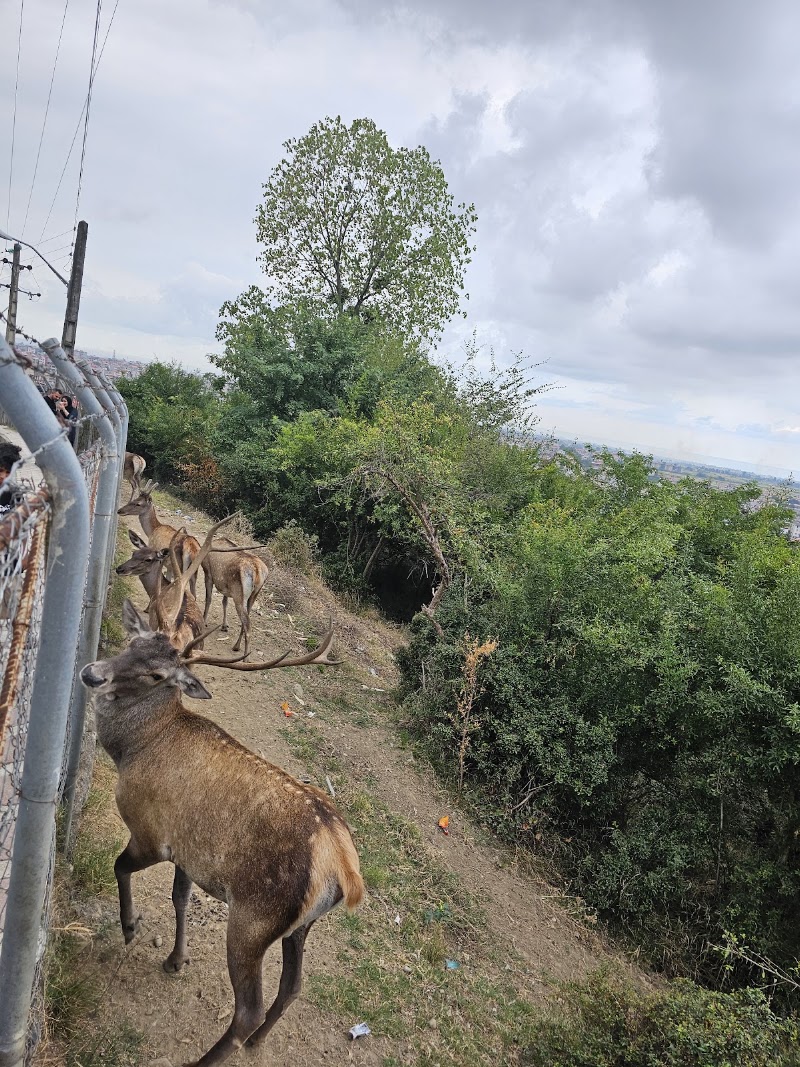 Talash's sled - Talash's sled, استان گیلان، هشتپر، خیابان ساحل دریای، QVHX+3PR, Iran