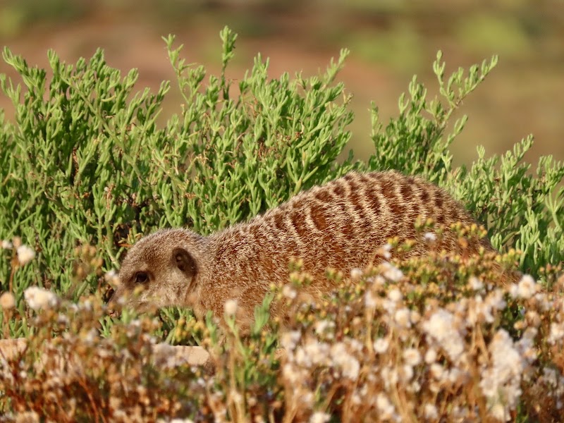 Meerkat Adventures - Meerkat Adventures, R62, Oudtshoorn, 6625, South Africa