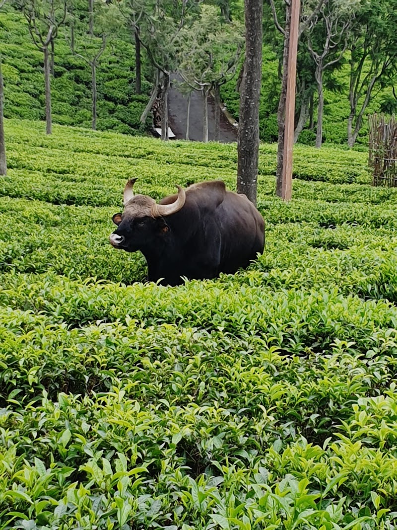Farview Mountain Resort Villas - Farview Mountain Resort Villas, Kodanad Road, Nedugula, Tamil Nadu 643217, India