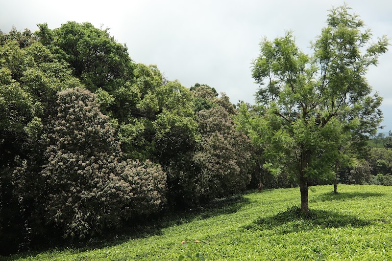 Tea garden - Tea garden Dolphin's Nose Rd, Alwarpet, Burliyar, Coonoor, Tamil Nadu 643101, India