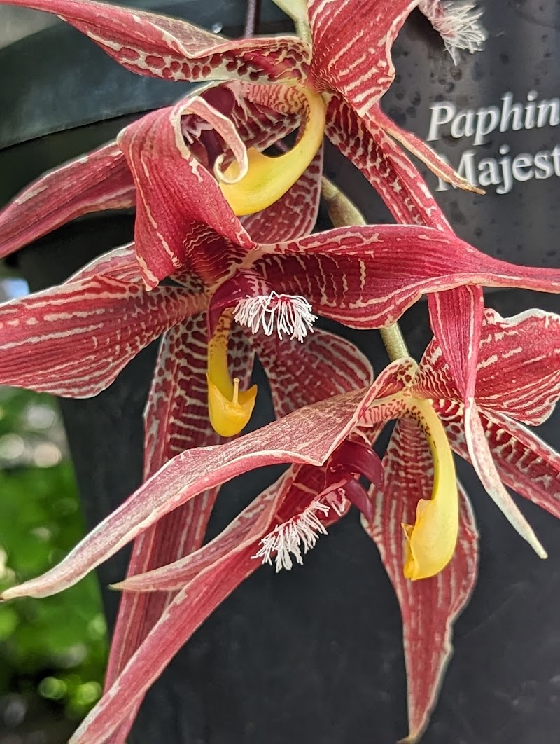 Orchid House - Orchid House Kennett Square, PA 19348, USA