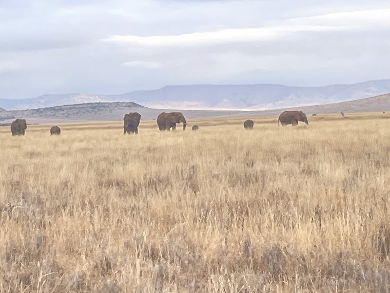 Lewa Wildlife Conservancy - Lewa Wildlife Conservancy, Isiolo, Kenya