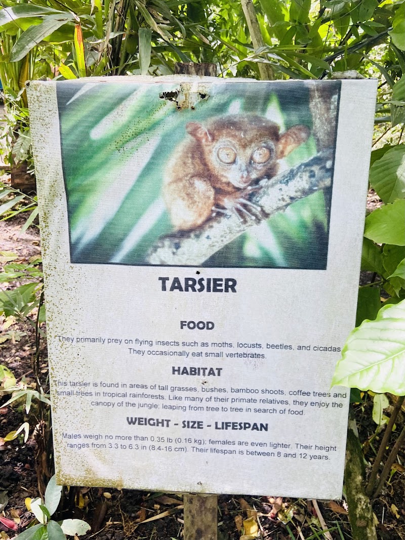 Bohol Tarsier Conservation Area - Bohol Tarsier Conservation Area, Villa Aurora, Bilar, 6317 Bohol, Philippines