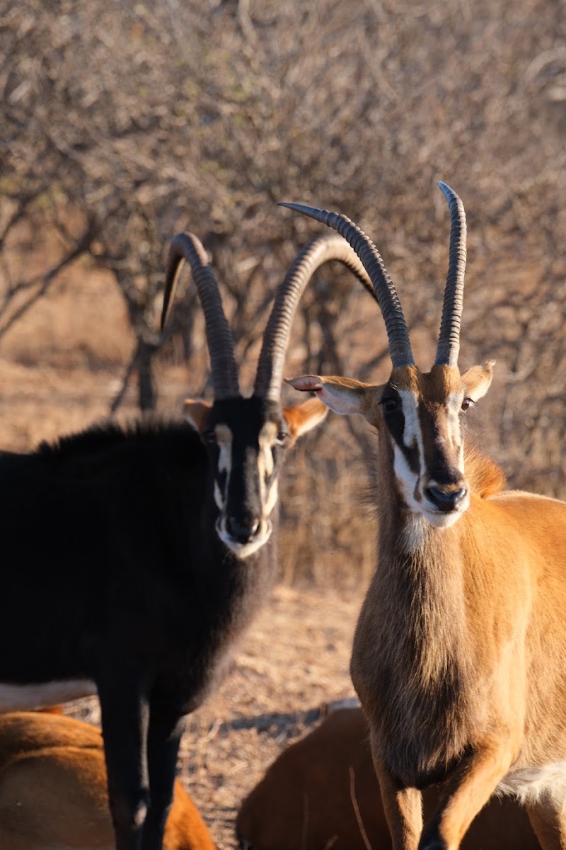 Maroelani Private Nature Reserve - Maroelani Private Nature Reserve, R40, 1380, South Africa