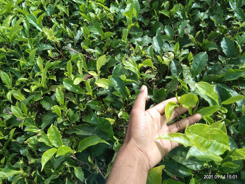 Tea estate - Tea estate 9R4J+HV3, Unnamed Road, Burliyar, Tamil Nadu 643102, India