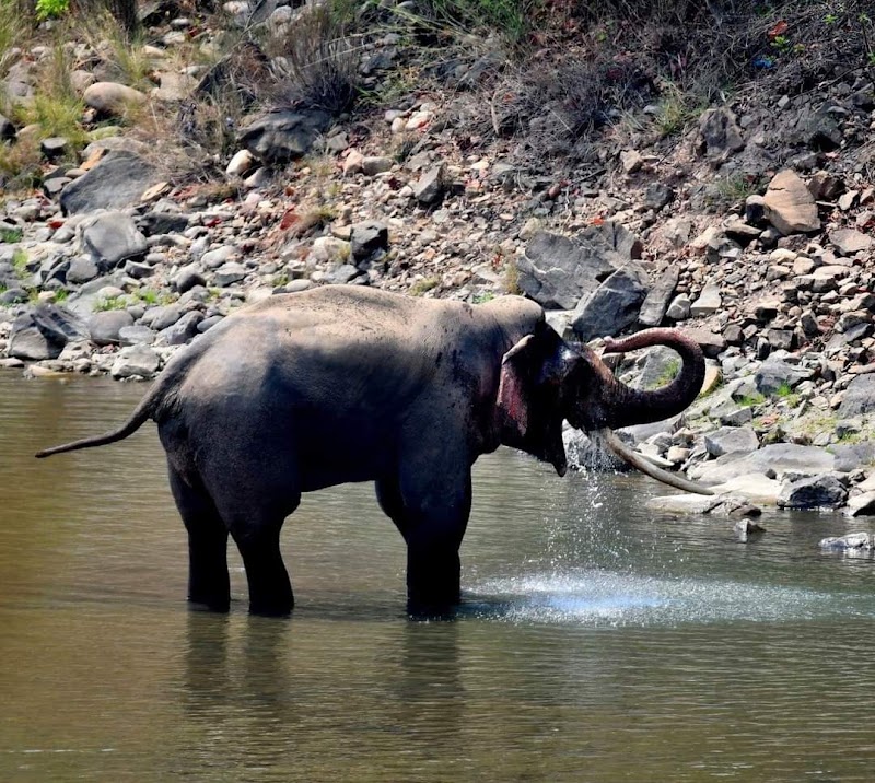 Corbett Tiger Zone & Safari 🐅 - Corbett Tiger Zone & Safari 🐅 front of hotel wild way, Ranikhet Rd, Ramnagar, Uttarakhand 244715, India