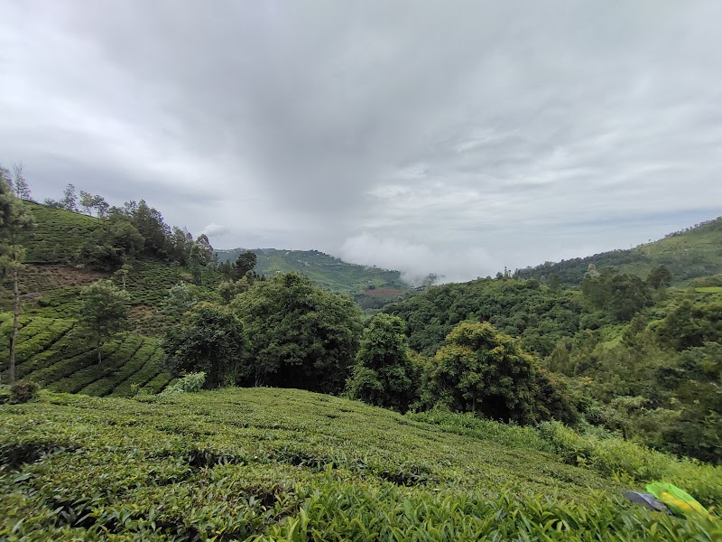 Hadathorai Tea Factory - Hadathorai Tea Factory, Kerben Road, Kotagiri, Tamil Nadu 643214, India