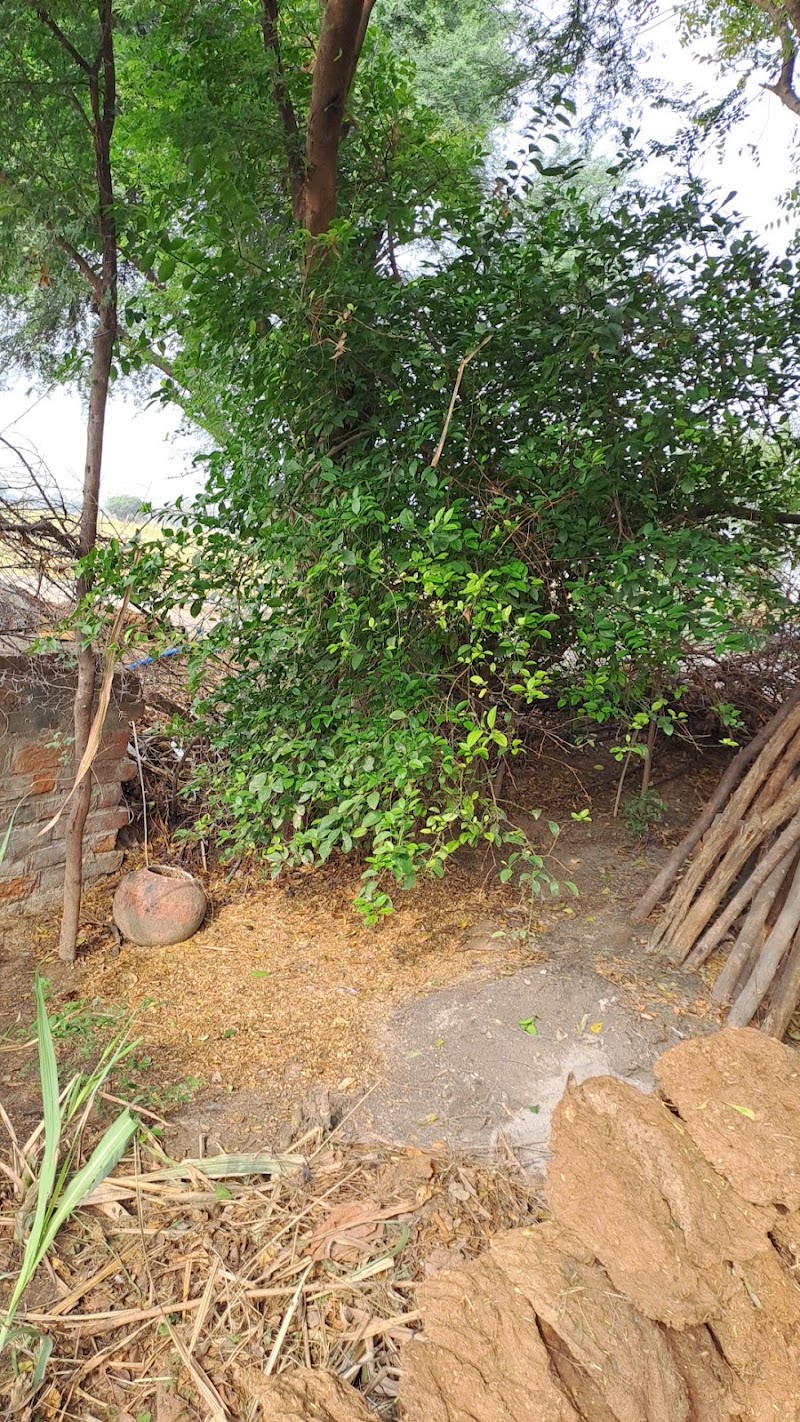 Kot - Kot, Madhya Pradesh 477333, India