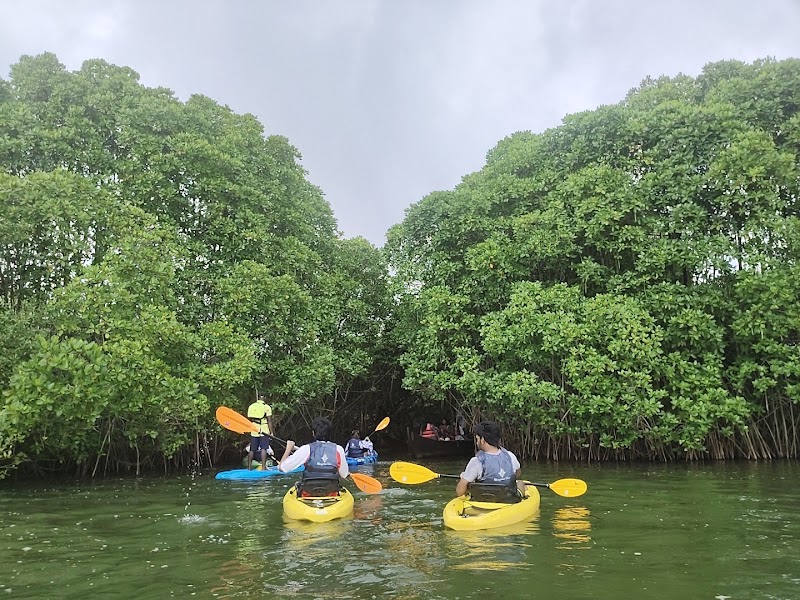Mangrove view