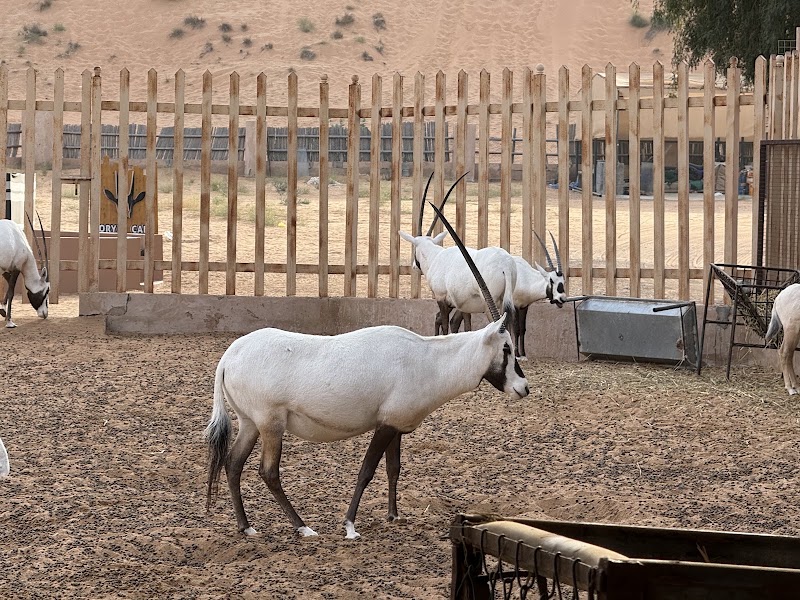 Arabian Oryx Camp - Arabian Oryx Camp, Bidiya, 9PRC+F87, Al Wāşil 421, Oman