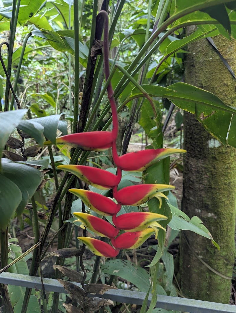 Banasura Ayurvedic &spices garden - Banasura Ayurvedic &spices garden Dam Road, Padinjarathara, Kerala 673575, India