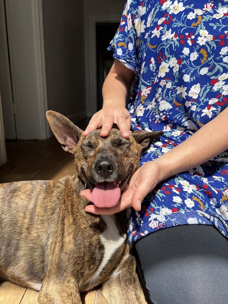 Glencairn Veterinary Clinic - Glencairn Veterinary Clinic, Shop 5, Glencairn Shopping Centre, Birkenhead Rd, Glencairn Heights, Cape Town, 7975, South Africa