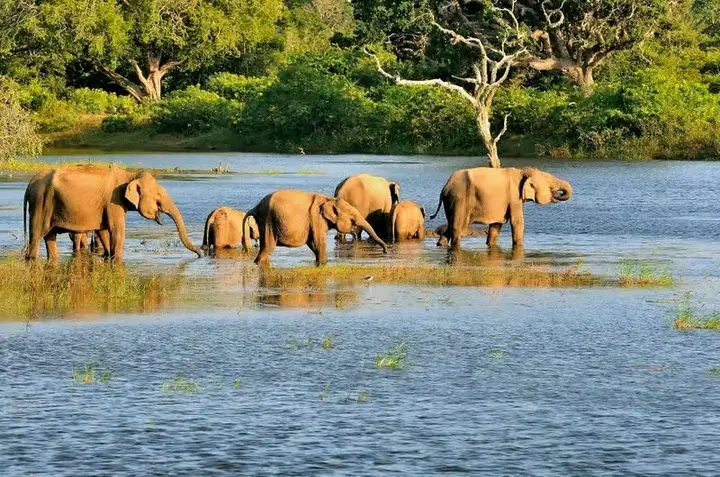 Yala Safari - Ceylon Wild - Yala Safari - Ceylon Wild, Yodhakandiya, Tissamaharama 82600, Sri Lanka
