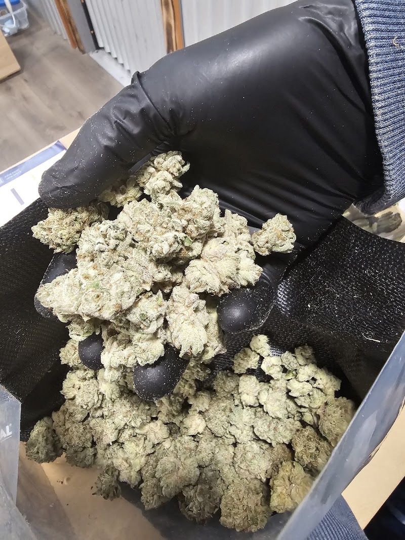Grassberries Dispensary - Grassberries Dispensary, 213 US-85, Ault, CO 80610, USA
