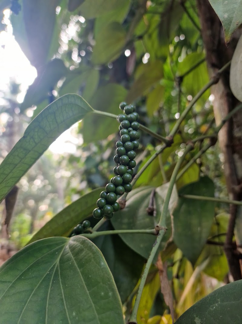 Prabhu Farms:- Blessings in Nature - Prabhu Farms:- Blessings in Nature Galgibag road, Canacona, Poingunin, Goa 403702, India