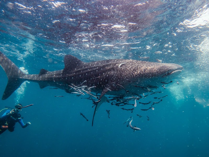 NAVA Scuba Diving - NAVA Scuba Diving, 18/25, Koh Tao, Koh Phangan, สุราษฎร์ธานี 84360, Thailand