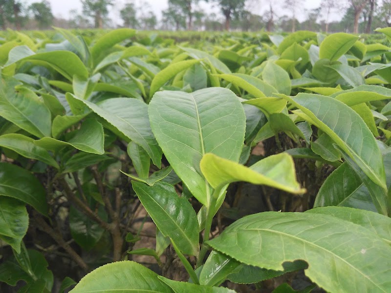 Manohari Tea Estate - Manohari Tea Estate, Nogaghuli 1/177 Orr, Assam 786012, India