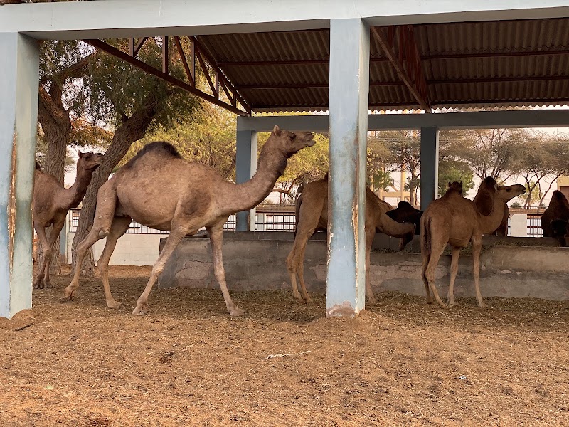ICAR-National Research Centre on Camel - ICAR-National Research Centre on Camel, Shiv bari Jorbeer, Jodhpur Bypass, Bikaner, Joharbeeri, Rajasthan 334001, India