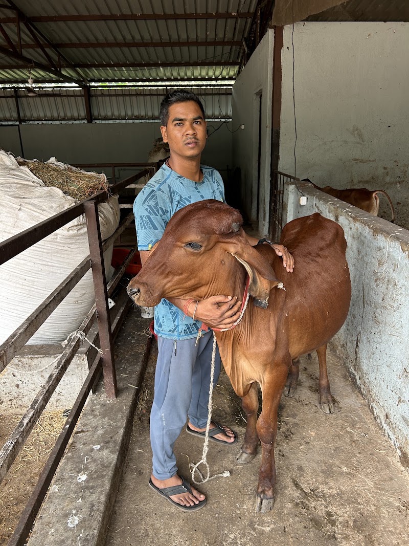 Gau Amrit Gaushala - Gau Amrit Gaushala, QV89+GC, Bandhabahal, Darlipali, Odisha 768211, India